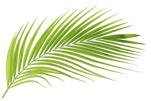 Green palm leaf isolated on white background