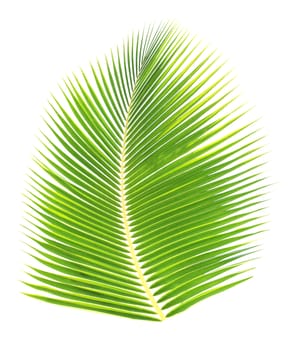 Green palm leaf isolated on white background