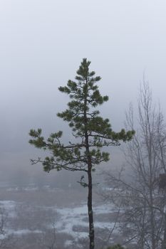 Isolated pine tree on a misty, moody, day. Trees in the distance barely visible. Nackareservatet - nature reserve in Sweden