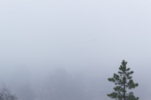 Isolated pine tree on a misty, moody, day. Trees in the distance barely visible. Nackareservatet - nature reserve in Sweden