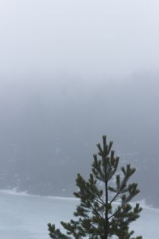 Frozen lake surrounded by mountains with pine and fir trees on a misty, moody, day. Isolated pine tree in the foreground. Nackareservatet - nature reserve in Sweden