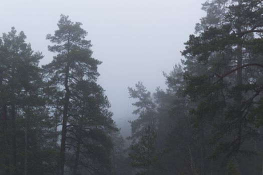 Pine and fir trees on a misty, moody, day. Nackareservatet - nature reserve in Sweden