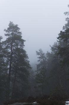 Pine and fir trees on a misty, moody, day. Nackareservatet - nature reserve in Sweden