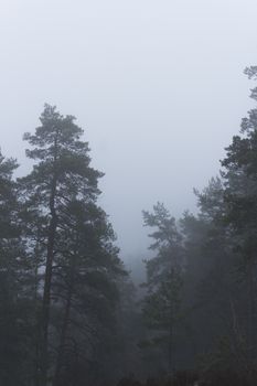 Pine and fir trees on a misty, moody, day. Nackareservatet - nature reserve in Sweden