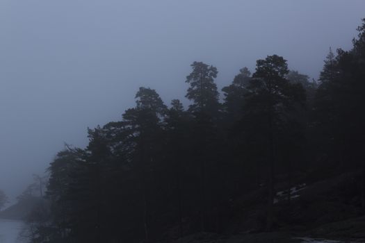 Pine and fir trees on a mountain leading down to a frozen lake on a misty day. Nackareservatet - nature reserve in Sweden