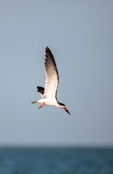 Flock of black skimmer terns Rynchops niger on the beach at Clam Pass in Naples, Florida