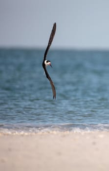 Flock of black skimmer terns Rynchops niger on the beach at Clam Pass in Naples, Florida