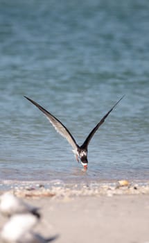 Flock of black skimmer terns Rynchops niger on the beach at Clam Pass in Naples, Florida