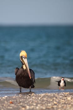 Brown pelican bird Pelecanus occidentalis swimming and flying around Clam Pass in Naples, Florida