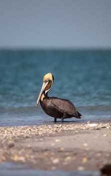 Brown pelican bird Pelecanus occidentalis swimming and flying around Clam Pass in Naples, Florida