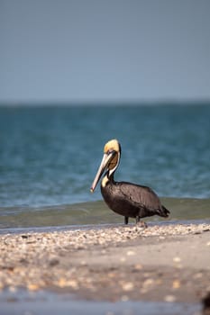 Brown pelican bird Pelecanus occidentalis swimming and flying around Clam Pass in Naples, Florida