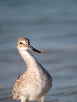 Willet shorebird Tringa semipalmata along the shore of Clam Pass in Naples, Florida in the morning.