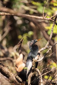 Courting Anhingas bird called Anhinga anhinga and snakebird in the Corkscrew Swamp Sanctuary in Naples, Florida