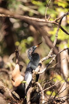 Courting Anhingas bird called Anhinga anhinga and snakebird in the Corkscrew Swamp Sanctuary in Naples, Florida