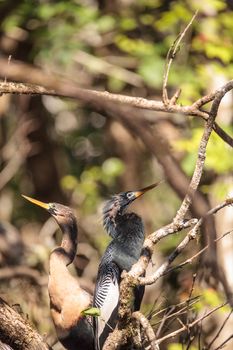 Courting Anhingas bird called Anhinga anhinga and snakebird in the Corkscrew Swamp Sanctuary in Naples, Florida