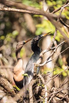 Courting Anhingas bird called Anhinga anhinga and snakebird in the Corkscrew Swamp Sanctuary in Naples, Florida