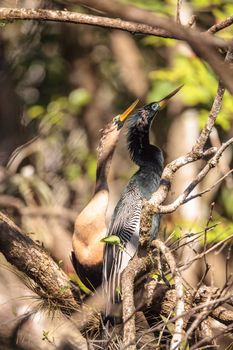 Courting Anhingas bird called Anhinga anhinga and snakebird in the Corkscrew Swamp Sanctuary in Naples, Florida