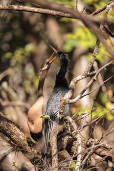 Courting Anhingas bird called Anhinga anhinga and snakebird in the Corkscrew Swamp Sanctuary in Naples, Florida