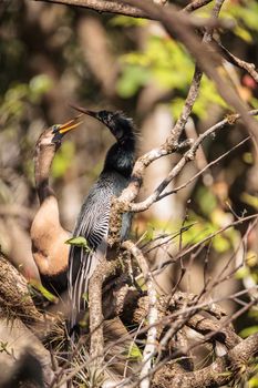 Courting Anhingas bird called Anhinga anhinga and snakebird in the Corkscrew Swamp Sanctuary in Naples, Florida