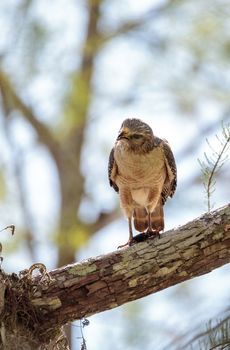 Red shouldered Hawk Buteo lineatus hunts for prey and eats in the Corkscrew Swamp Sanctuary of Naples, Florida