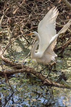 Great egret birds Ardea alba in the Corkscrew Swamp Sanctuary of Naples, Florida