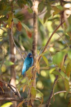 Indigo bunting Passerina cyanea bird forages for food in the bushes and from a bird feeder in Naples, Florida