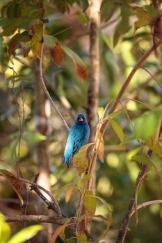 Indigo bunting Passerina cyanea bird forages for food in the bushes and from a bird feeder in Naples, Florida