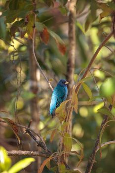 Indigo bunting Passerina cyanea bird forages for food in the bushes and from a bird feeder in Naples, Florida