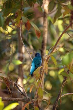 Indigo bunting Passerina cyanea bird forages for food in the bushes and from a bird feeder in Naples, Florida