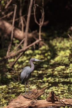 Little blue heron bird Egretta caerulea hunts for frogs amid water fern Salvinia minima in the Corkscrew Swamp Sanctuary in Naples, Florida