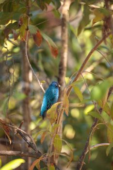 Indigo bunting Passerina cyanea bird forages for food in the bushes and from a bird feeder in Naples, Florida