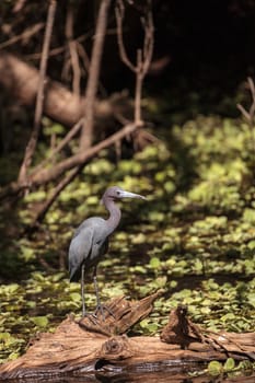 Little blue heron bird Egretta caerulea hunts for frogs amid water fern Salvinia minima in the Corkscrew Swamp Sanctuary in Naples, Florida