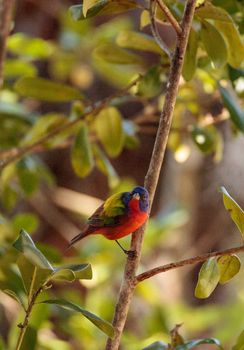 Bright Male Painted bunting bird Passerina ciris forages for food in the bushes and from a bird feeder in Naples, Florida