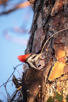 Male pileated woodpecker bird Dryocopus pileatus in a pine tree at the Corkscrew Swamp Sanctuary in Naples, Florida