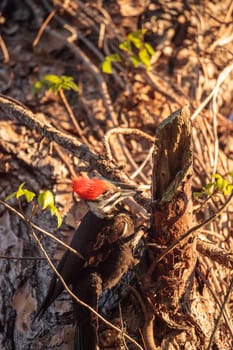 Male pileated woodpecker bird Dryocopus pileatus in a pine tree at the Corkscrew Swamp Sanctuary in Naples, Florida