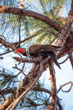 Male pileated woodpecker bird Dryocopus pileatus in a pine tree at the Corkscrew Swamp Sanctuary in Naples, Florida