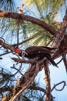 Male pileated woodpecker bird Dryocopus pileatus in a pine tree at the Corkscrew Swamp Sanctuary in Naples, Florida