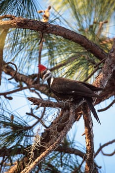 Male pileated woodpecker bird Dryocopus pileatus in a pine tree at the Corkscrew Swamp Sanctuary in Naples, Florida