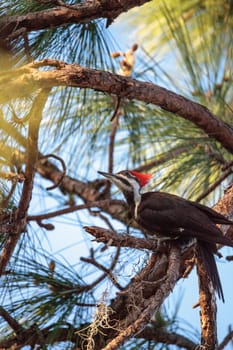 Male pileated woodpecker bird Dryocopus pileatus in a pine tree at the Corkscrew Swamp Sanctuary in Naples, Florida