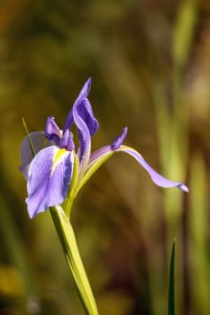 Large purple Bearded Iris Iris germanica flower blooms wild in a water garden in Naples, Florida