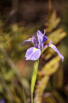 Large purple Bearded Iris Iris germanica flower blooms wild in a water garden in Naples, Florida