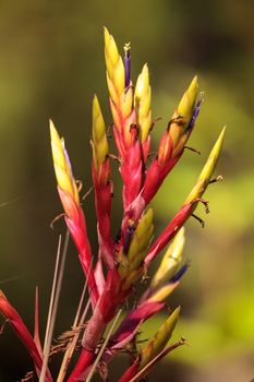 Bromeliad Tillandsia flowers bloom on the side of a cypress tree like other Epiphyte plants do at the Corkscrew Swamp Sanctuary in Naples, Florida