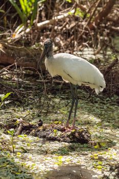 Wood stork Mycteria Americana hunts for prey and eats in the Corkscrew Swamp Sanctuary of Naples, Florida