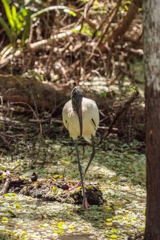 Wood stork Mycteria Americana hunts for prey and eats in the Corkscrew Swamp Sanctuary of Naples, Florida