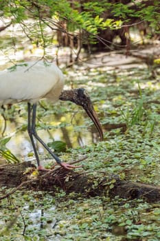 Wood stork Mycteria Americana hunts for prey and eats in the Corkscrew Swamp Sanctuary of Naples, Florida