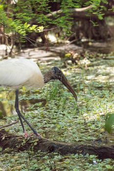 Wood stork Mycteria Americana hunts for prey and eats in the Corkscrew Swamp Sanctuary of Naples, Florida