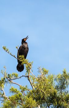 Double-crested Cormorant, Phalacrocorax auritus, is a black fishing bird found in lakes and rivers in North America.