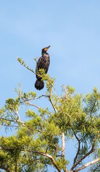 Double-crested Cormorant, Phalacrocorax auritus, is a black fishing bird found in lakes and rivers in North America.