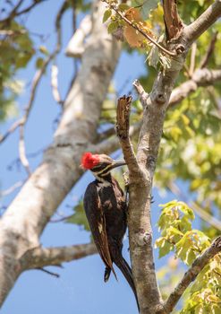 Male pileated woodpecker bird Dryocopus pileatus in the hole of a pine tree at the Corkscrew Swamp Sanctuary in Naples, Florida