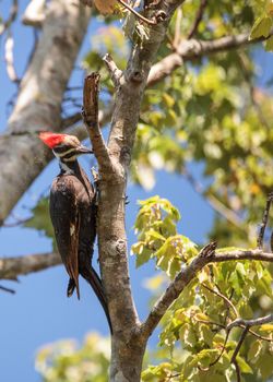 Male pileated woodpecker bird Dryocopus pileatus in the hole of a pine tree at the Corkscrew Swamp Sanctuary in Naples, Florida